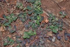 Euphorbia indica